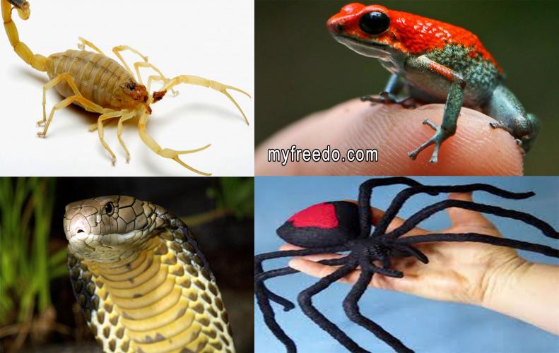 10 of the foremost venomous creatures on Earth