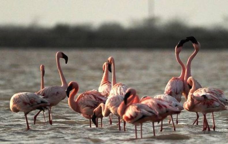 WINTERS ATTRACT THE RAJASTHAN BIRD TOURISM...