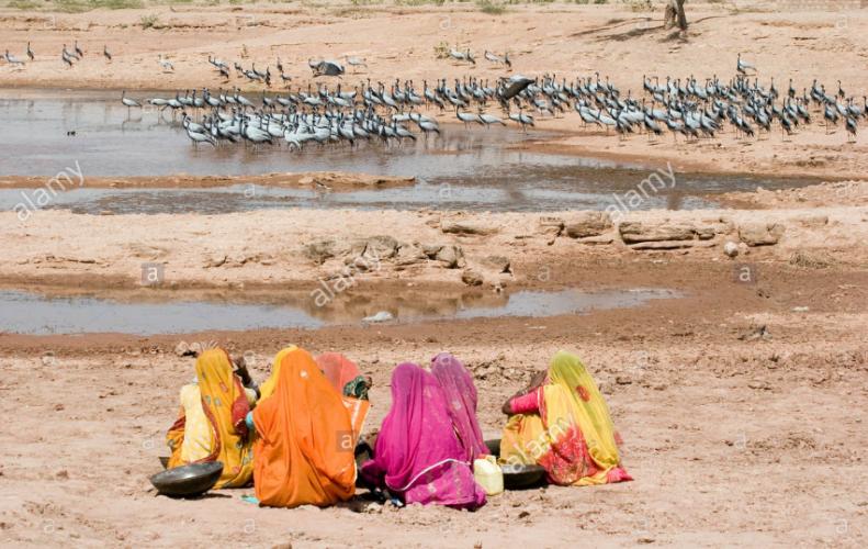 KHICHAN VILLAGE where human take care of 80,000 Demoiselle c...