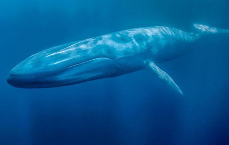 All You Need to Know About the Marine Mammal Blue Whale -StoryTimes