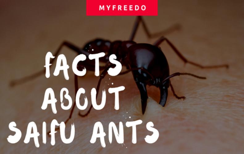 6 Amazing Facts About Saifu Ants...