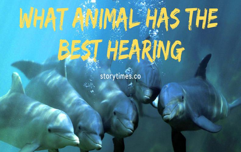 What Animal Has The Best Hearing