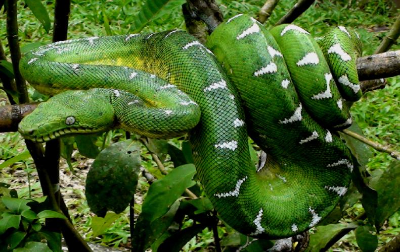 Top 6 Most Dangerous Animals in the Amazon Rainforest