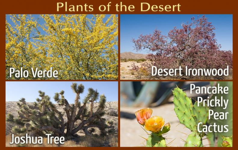 deserts plants list