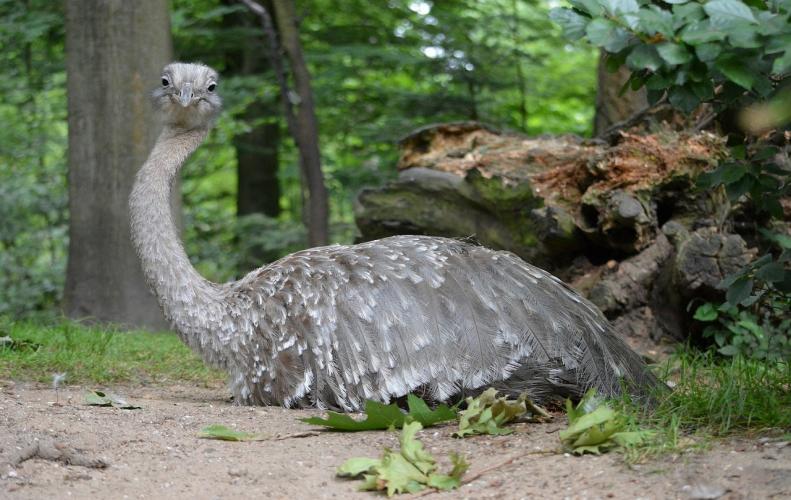 Largest Bird in the World | Top 10