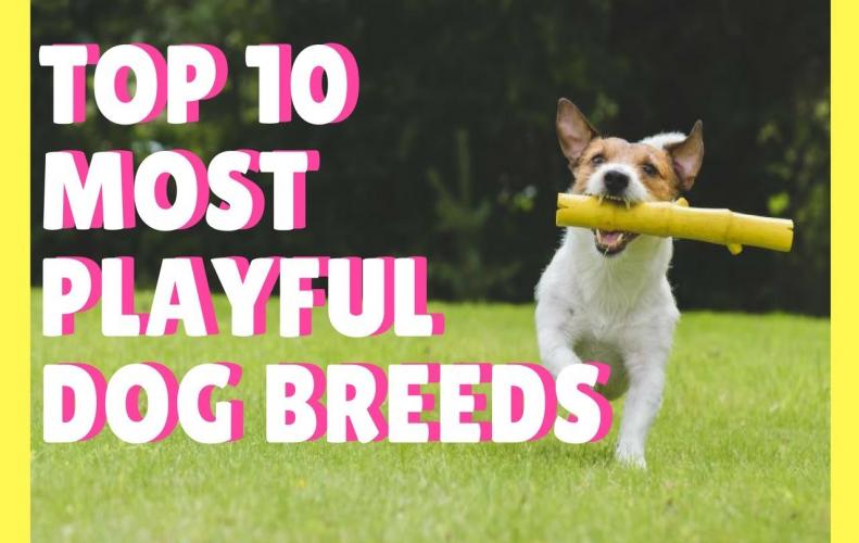 Most Playful Dog Breeds in the World | The List of Top 10